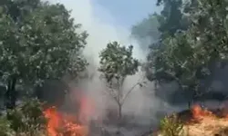 Anız Yangını, Ormana Sıçramadan Söndürüldü