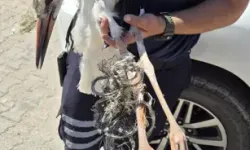 Ayağına İp Dolanan Yavru Leylek Kurtarıldı