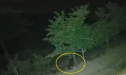 Çorum'da Köye İnen Ayılar Bahçelere Zarar Verdi