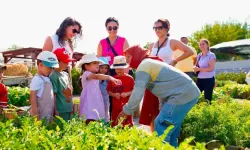 Didim'de Çocuklar Hasat Deneyimi Yaşadı