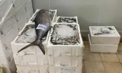 İzmir'de Yasa Dışı Su Ürünlerine El Konuldu
