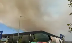 Gömeç'te Ağaçlık Alanda Yangın