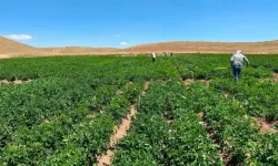 Patates Klonlarının Performansı İncelendi