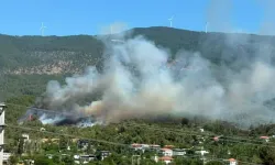 Aydın'da Orman Yangını Çıktı