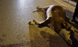 Motosikletin Çarptığı İnek Öldü; Kaza Kamerada