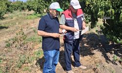 Erbaa İlçe Tarım ve Orman Müdürlüğü’nden Meyve Bahçelerinde Tuzak Kontrolü