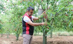 Tokat İl Tarım ve Orman Müdürü Ömer Cebeci Kızılöz’de Vişne Hasadına Katıldı