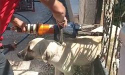 Erbaa`da Demir Kapıya Sıkışan Köpeği İtfaiye Kurtardı