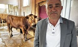 Tokat'ta Belediyeden Örnek Proje: 4 Buzağıyla Başladı, 30 Damızlık Boğaya Ulaştı