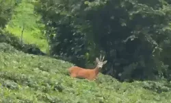 Çay Bahçesinde Gezinen Karaca Kamerada