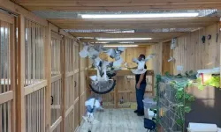 Kuş Tutkunu, Kümeste 'Servet' Besliyor