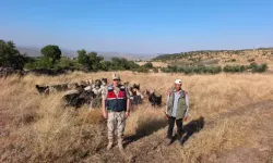 Kilis’te Kayıp Olan 50 Küçükbaş Hayvan Bulundu
