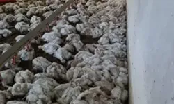 Çiftliğin Havalandırması Arızalanınca 4 Bin Tavuk Öldü