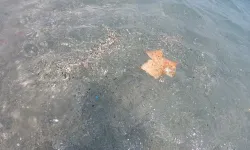 Antalya Kıyılarında Mikroplastik Alarmı; Canlıların Ölümüne Sebep Olabiliyor