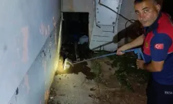 Adıyaman'da Evin Deposuna Giren Yılan, Yakalanıp Doğaya Bırakıldı