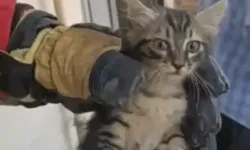 Otomobilin Motorunda Mahsur Kalan Yavru Kedi Kurtarıldı