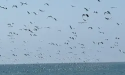 Göç Yolundaki Leylekler, Akdeniz Üzerinde Görsel Şölen Oluşturdu