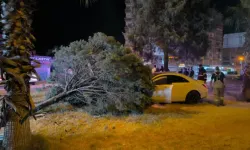 Otomobilin Çarptığı Ağaç Kökünden Söküldü; Sürücü Yaralandı