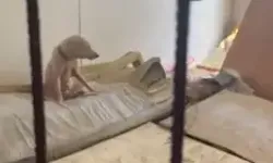Pire İstilasına Neden Olan Hayvanların Tutulduğu Ortama Ait Görüntüler Ortaya Çıktı