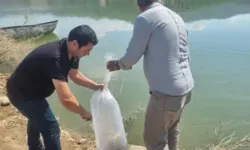 Baraj Ve Göletlere 1 Milyon 285 Bin Sazan Yavrusu Bırakıldı