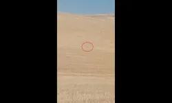 Koyun Sürüsüne Kurt Saldırdı