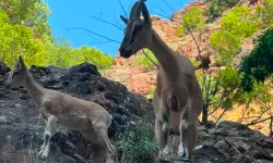 Tunceli’de Dağ Keçileri Görüntülendi