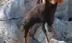 Kayalıklarda Mahsur Kalan Keçiyi Köylüler Kurtardı