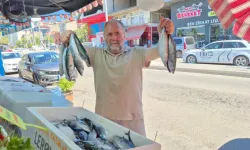 Balık Tezgahlarında Palamut Bolluğu