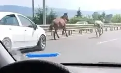 Yola Çıkan Başıboş Atlar Sürücülere Zor Anlar Yaşattı
