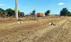 Tekirdağ’da 30 Leylek Akıma Kapılarak Öldü
