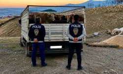 Kırşehir'de Mandıradan 10 Büyükbaş Çalan Şüpheli Tutuklandı