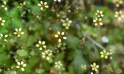 Yeni Keşfedilen 'Latmos Taşkıranı' Tehlike Altında
