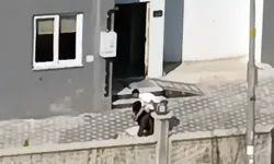 Apartman Bahçesinde Tartıştığı Kadını Dövdü