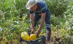 Kuşadası Adabahçe'de Yaz Hasadı Sürüyor