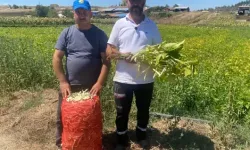 Deneme amaçlı ektikleri şeker fasulyesi üretimi 5 yılda bin dönüme ulaştı