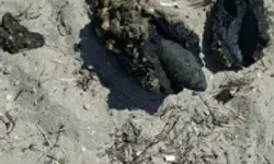 Çanakkale'de Halk Plajında Patlamamış Top Mermisi Bulundu