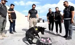 Emekli Olan Narkotik Köpeği Naz'a Duygulandıran Veda