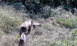 Tarlasına Kurduğu Fotokapanla Yaban Hayatını Görüntüledi