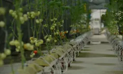 Çay Atığı Dövize Dönüşecek; 'Çaykopit’le Üretimde İlk Mahsuller Alındı