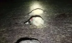 Yıldırım Düşen Ağılda 21 Koyun Öldü