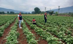 Tokat'ta Hasat Öncesi Pestisit Denetimleri Sürüyor