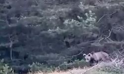Tokat’ta Çoban, Karşılaştığı Yavru Ayıyı Görüntüledi
