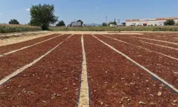 Manisa'da Üzüm Sergileri Renk Cümbüşü Oluşturdu