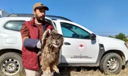Yaralı Puhu Kuşu Korumaya Alındı