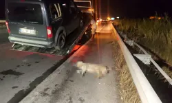 Hafif Ticari Araç Köpeğe Çarpıp Devrildi, Arkadan Gelen 5 Araç Birbirine Girdi