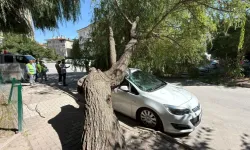 Park Halindeki Otomobilin Üzerine Ağaç Devrildi