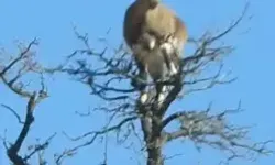 Yaban Keçisi, Ağacın Tepesinde Görüntülendi
