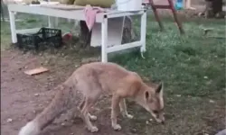 Tavuğunu Yiyen Tilkiye ‘Utanmıyor Musun?’ Diye Tepki Gösterdi