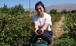 Dondurma Yerken Tanıştığı Aronya Bitkisinin Üreticisi Oldu