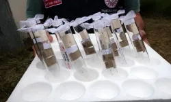 Kokarcaya 'Panzehir Etkisi'; Fındıkta Zarar Sıfıra Yaklaştı